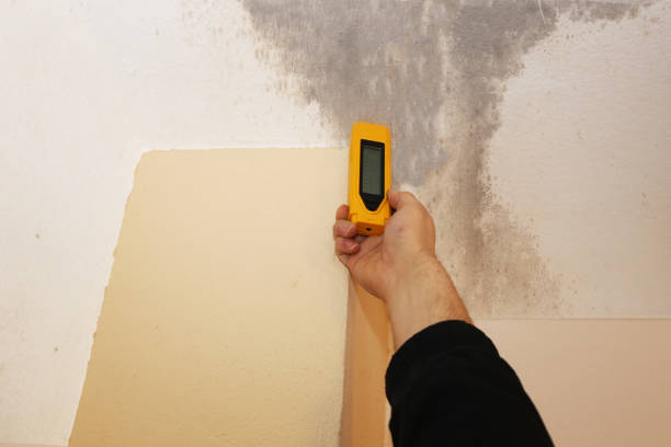 Best Black Mold Removal  in Saratoga, WY