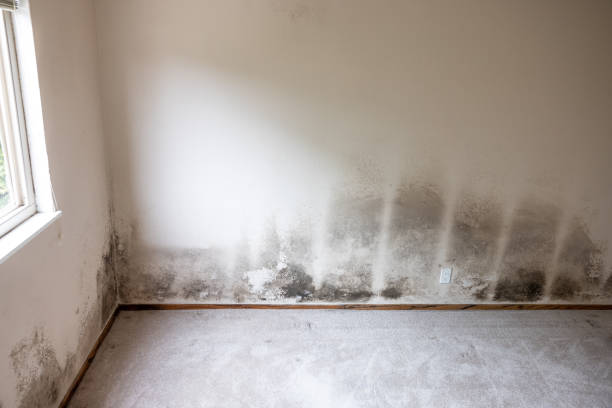 Best Biohazard Mold Removal  in Saratoga, WY